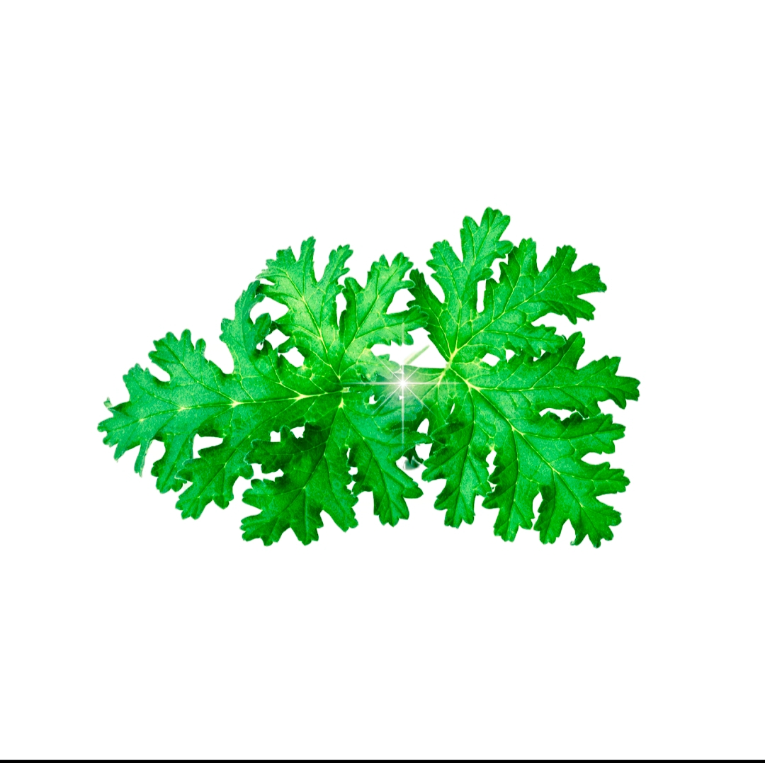 Leaves Logo